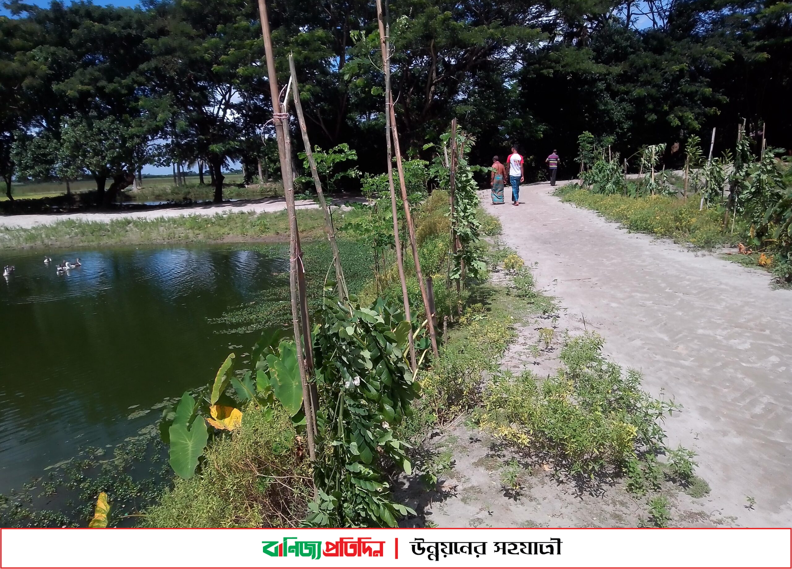 কোটালীপাড়ায় দুর্বৃত্তরা কেটে ফেলেছে সাংবাদিকের ৫শতাধিক গাছ