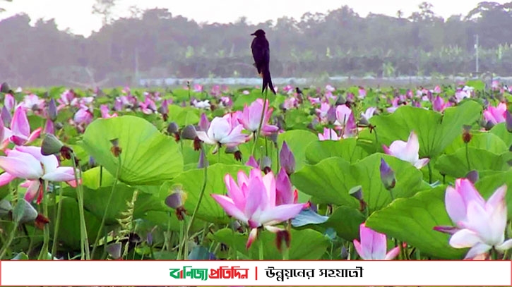 সিরাজগঞ্জে বিলের পানিতে শোভা পাচ্ছে পদ্মফুল