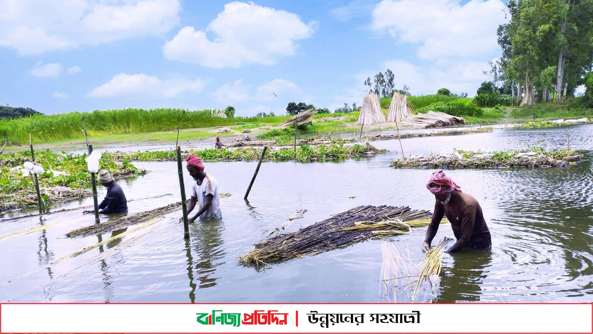 পাটের আঁশ ছাড়াতে ব্যস্ত পাবনার কৃষকরা