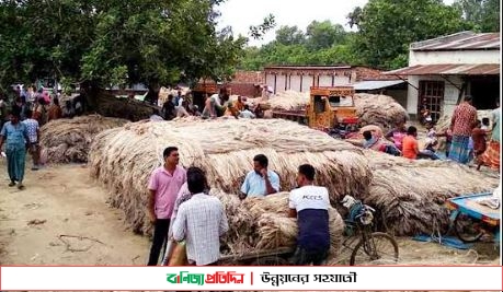 নওগাঁর পাটের কদর দেশজুড়ে