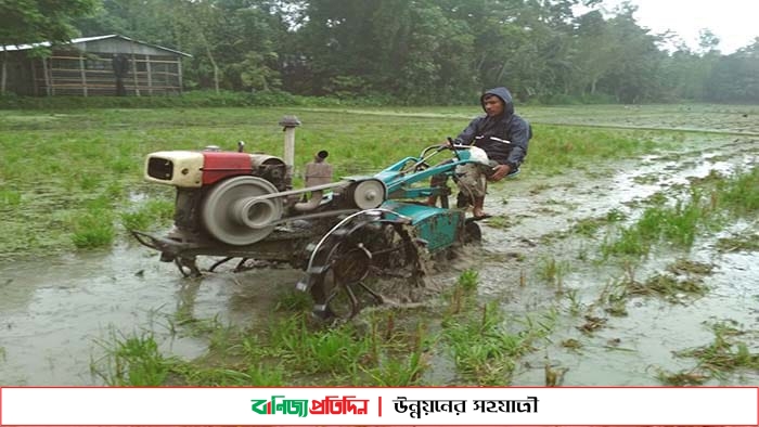 বৃষ্টিতে স্বস্তি ফিরেছে আনোয়ারার কৃষকদের