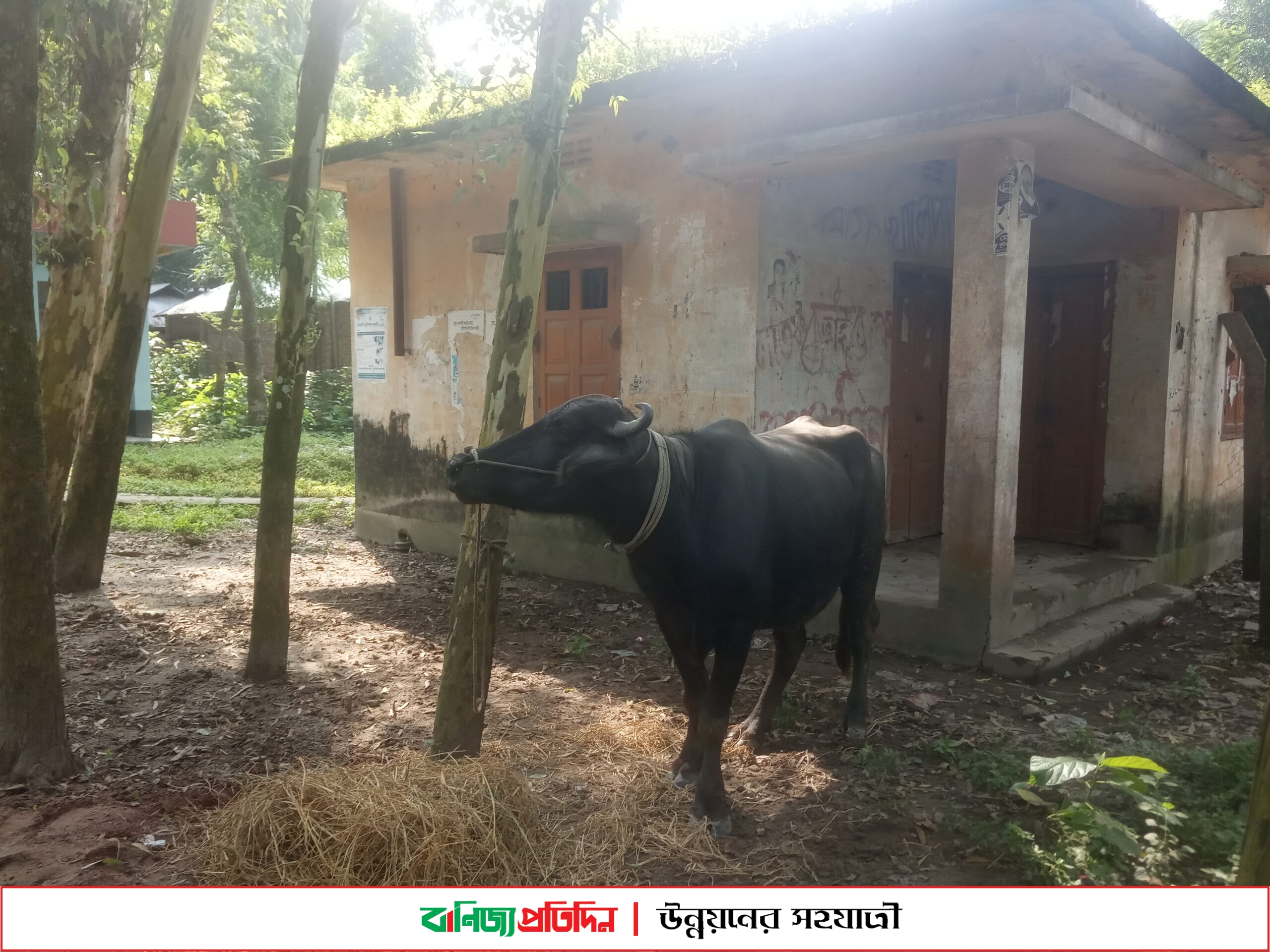 চিলমারীতে গরু-মহিষের অজ্ঞাত রোগে ১৪ দিনে ৮টি মহিষ ও ১টি গরুর মৃত্যু