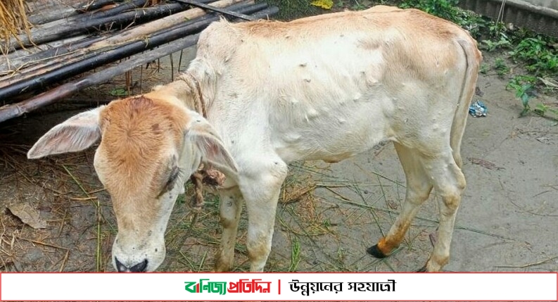 উলিপুরে গবাদি পশুতে ছড়াচ্ছে লাম্পি স্কিন ডিজিজ