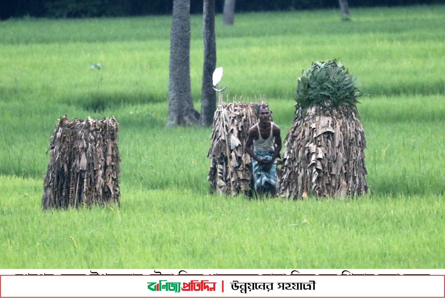 শেরপুরে আবারও শুরু হয়েছে নির্বিচারে পাখি নিধন