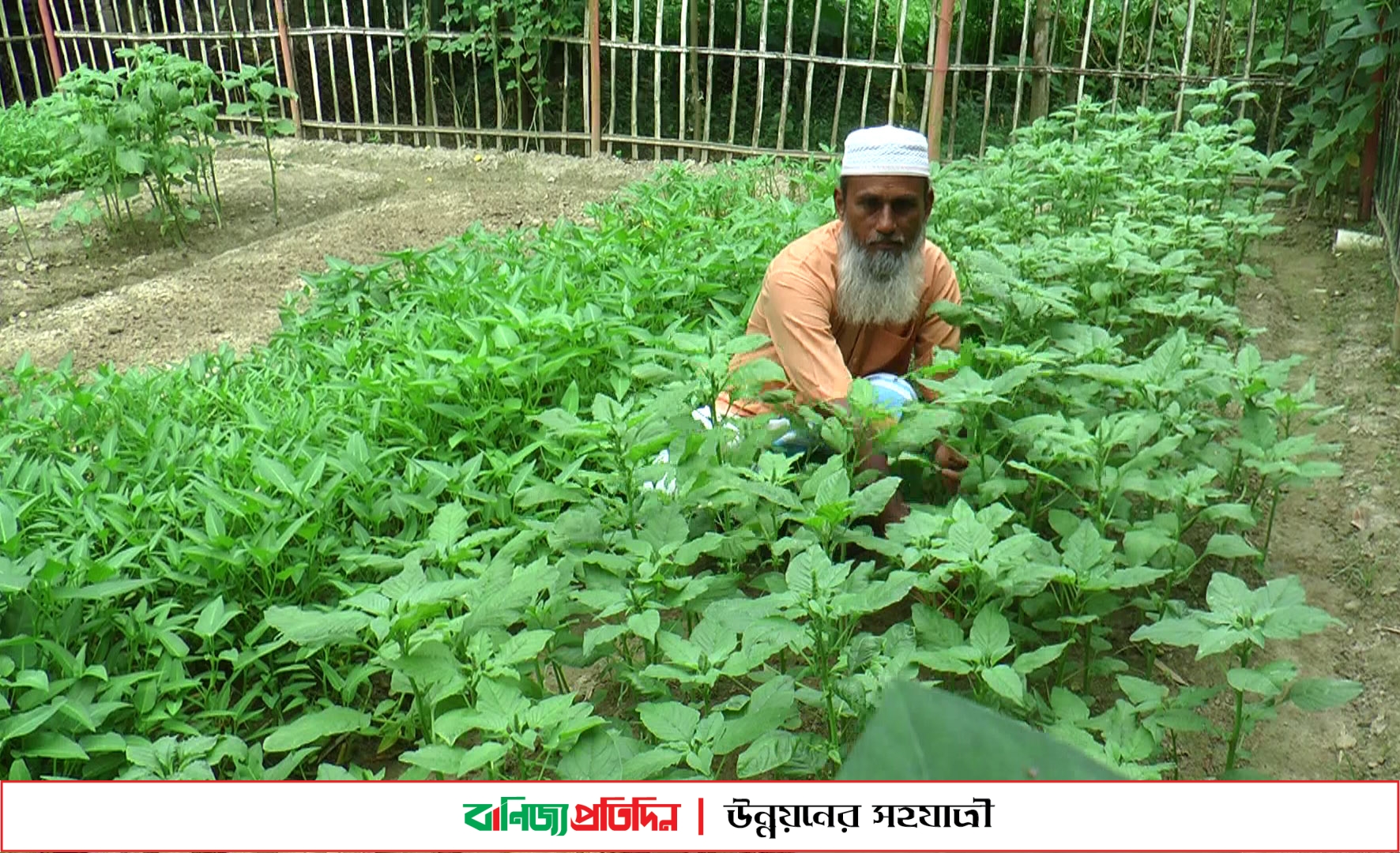 টাঙ্গাইলে জনপ্রিয় হচ্ছে পারিবারিক পুষ্টি বাগান