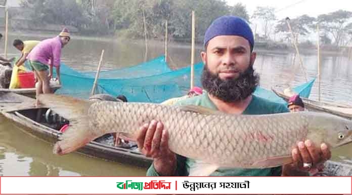 মৎস্য চাষে পাবনায় মাছ চাষীরা স্বাবলম্বী