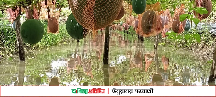 ভোলায় মাচায় তরমুজ চাষে সফল মোতাহার হোসেন