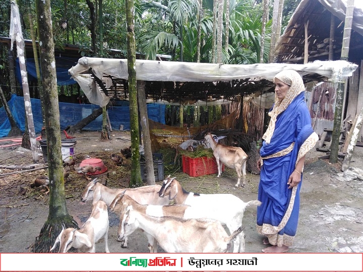 ছাগল পালন করে স্বাবলম্বী চরফ্যাশনের সেতারা বেগম