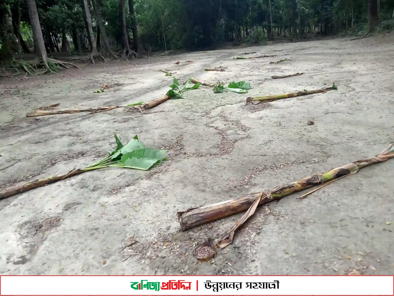 কৃষকের লাউ-কলাগাছের সঙ্গে এ কেমন শত্রুতা!