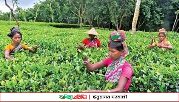 সেপ্টেম্বরে রেকর্ড পরিমাণ চা উৎপাদন