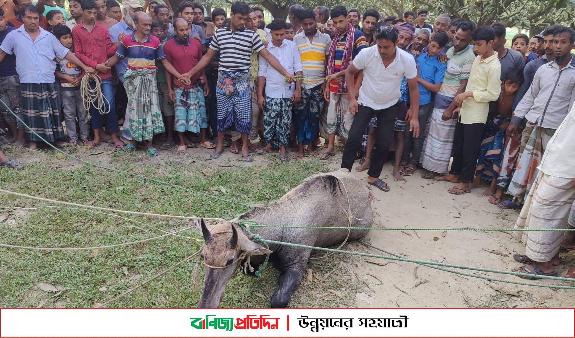 আম বাগান থেকে ধাওয়া করে নীলগাই ধরলো গ্রামবাসী