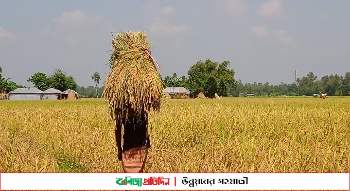 কার্তিকের ধানে কৃষকের মঙ্গা জয়ের হাসি