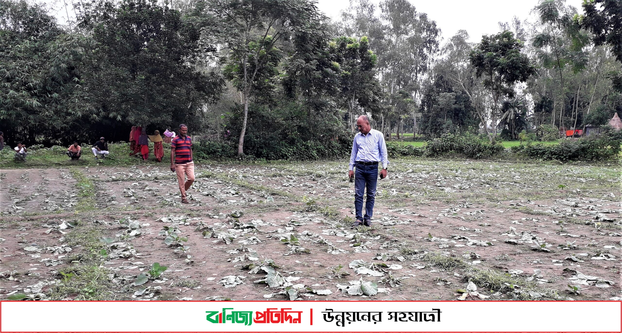 ফসলের সঙ্গে শত্রুতা, দিশেহারা কৃষকরা