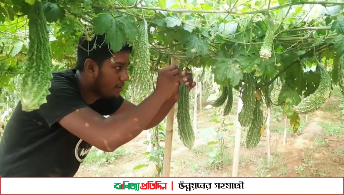 টাঙ্গাইলে করোলা আবাদে বেশি লাভজনক হচ্ছেন কৃষকরা