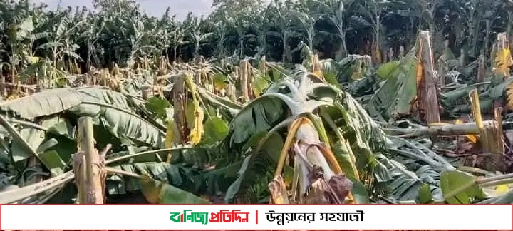 ঘূর্ণিঝড় সিত্রাং: সখীপুরে দেড় কোটি টাকার ক্ষয়ক্ষতি