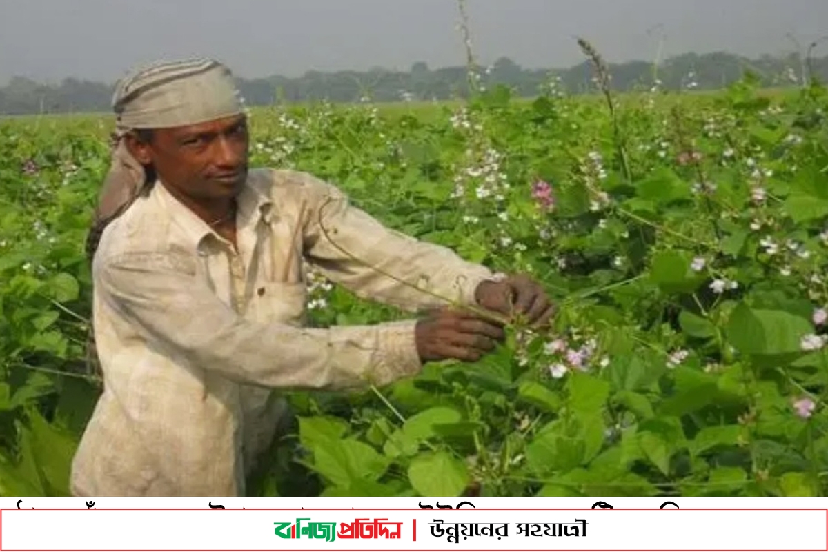 ঠাকুরগাঁওয়ে দিগন্ত জুড়ে শুধু সবজি