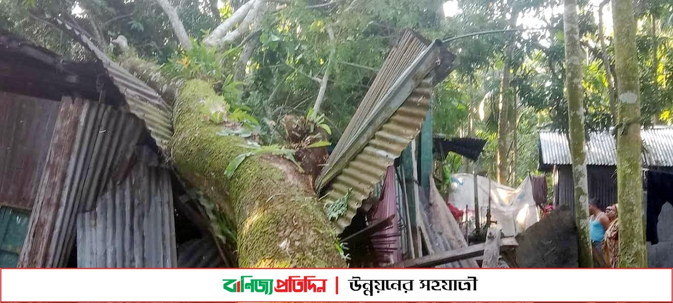 সিত্রাংয়ের প্রভাবে ফরিদগঞ্জে ব্যাপক ক্ষয়ক্ষতি