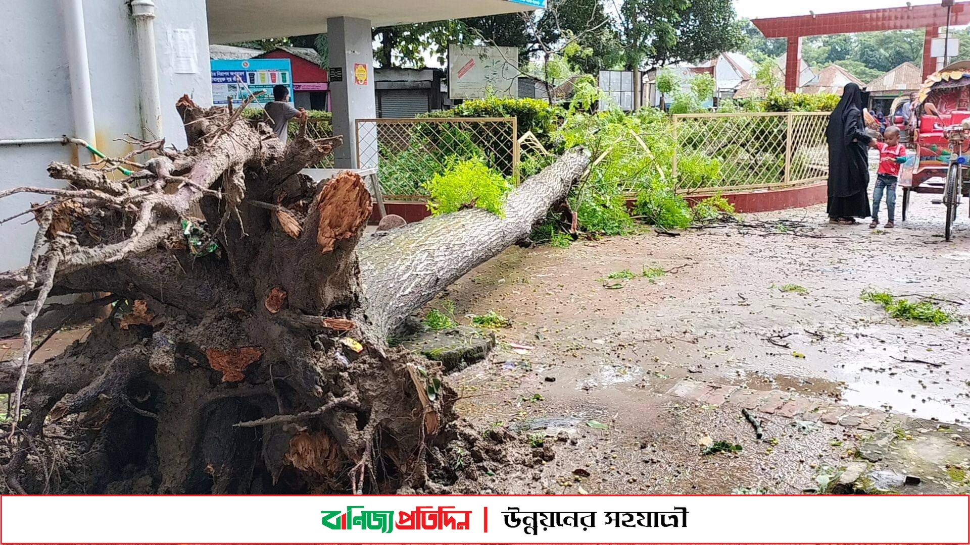 চরভদ্রাসনে সিত্রাংয়ের তাণ্ডবে ফসলের ব্যাপক ক্ষতি