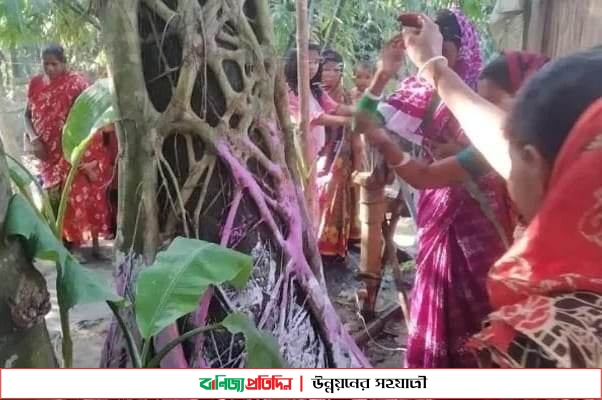 সিরাজগঞ্জে বট-পাকৈড় গাছের ধুমধামে বিয়ে অনুষ্ঠিত!