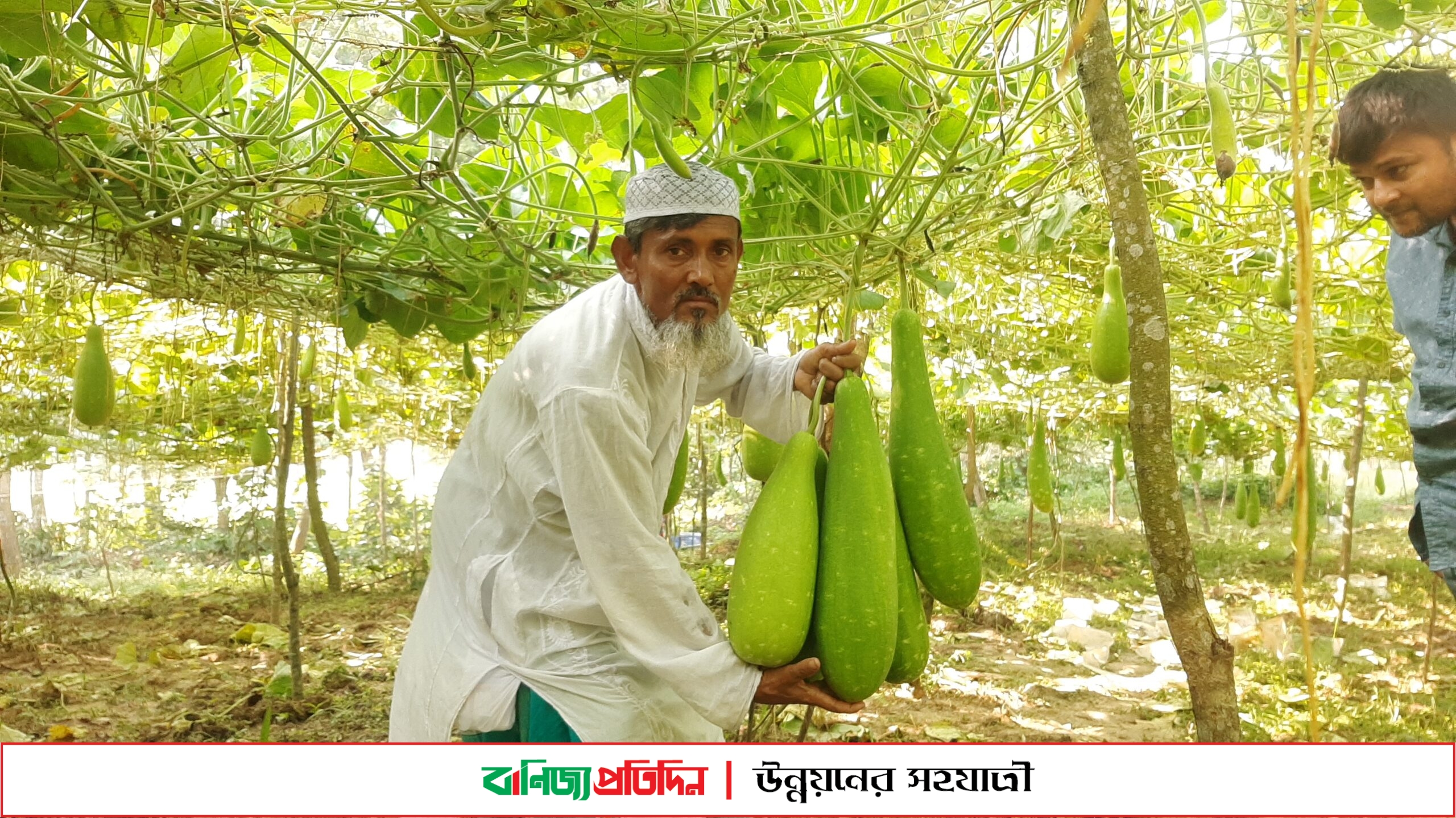 শ্রীপুরে লাউ চাষে শামসুলের বাজিমাত