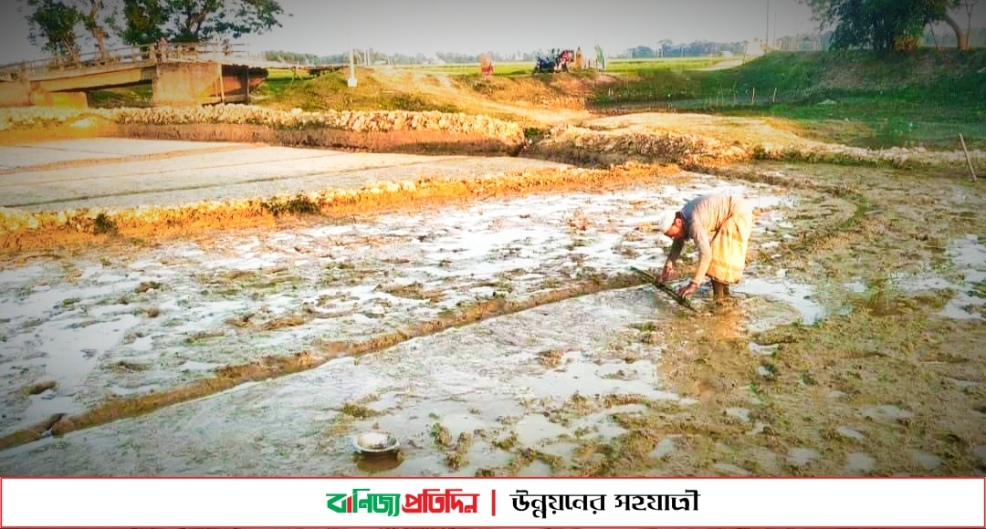 মাধবপুরে ধানের বীজতলা তৈরিতে ব্যস্ত সময় পার করছে কৃষক