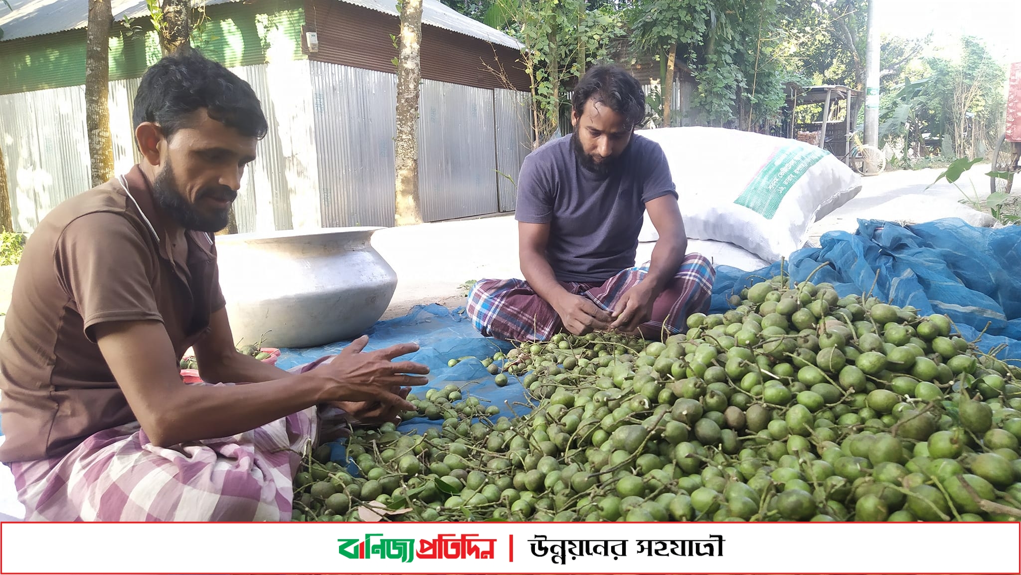 শেরপুরে ফল বিক্রির লাভের টাকায় চলে অর্ধশতাধিক পরিবার