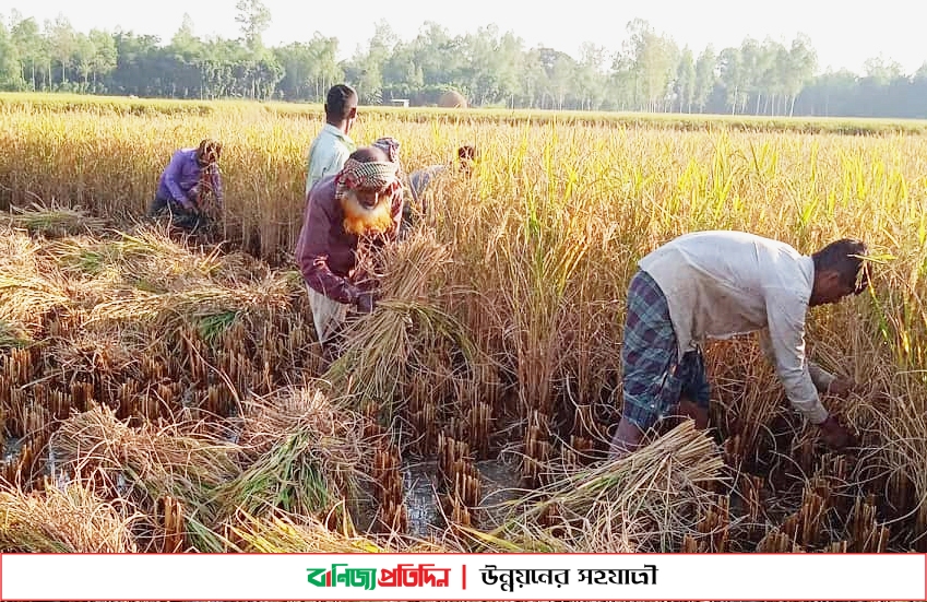 সিরাজগঞ্জে আমনের বাম্পার ফলন