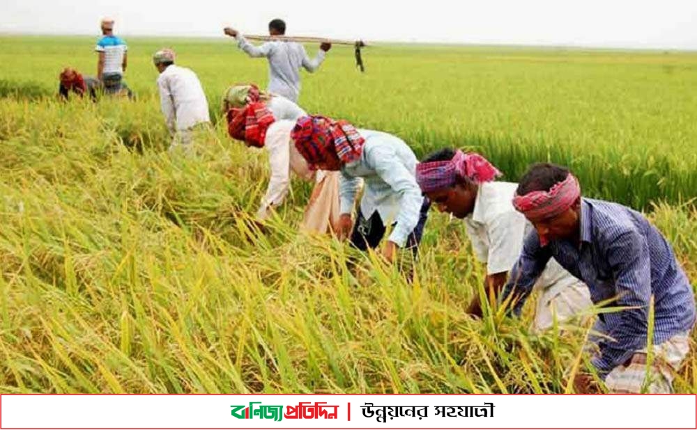 নেত্রকোনায় আমনের ধানের বাম্পার ফলন