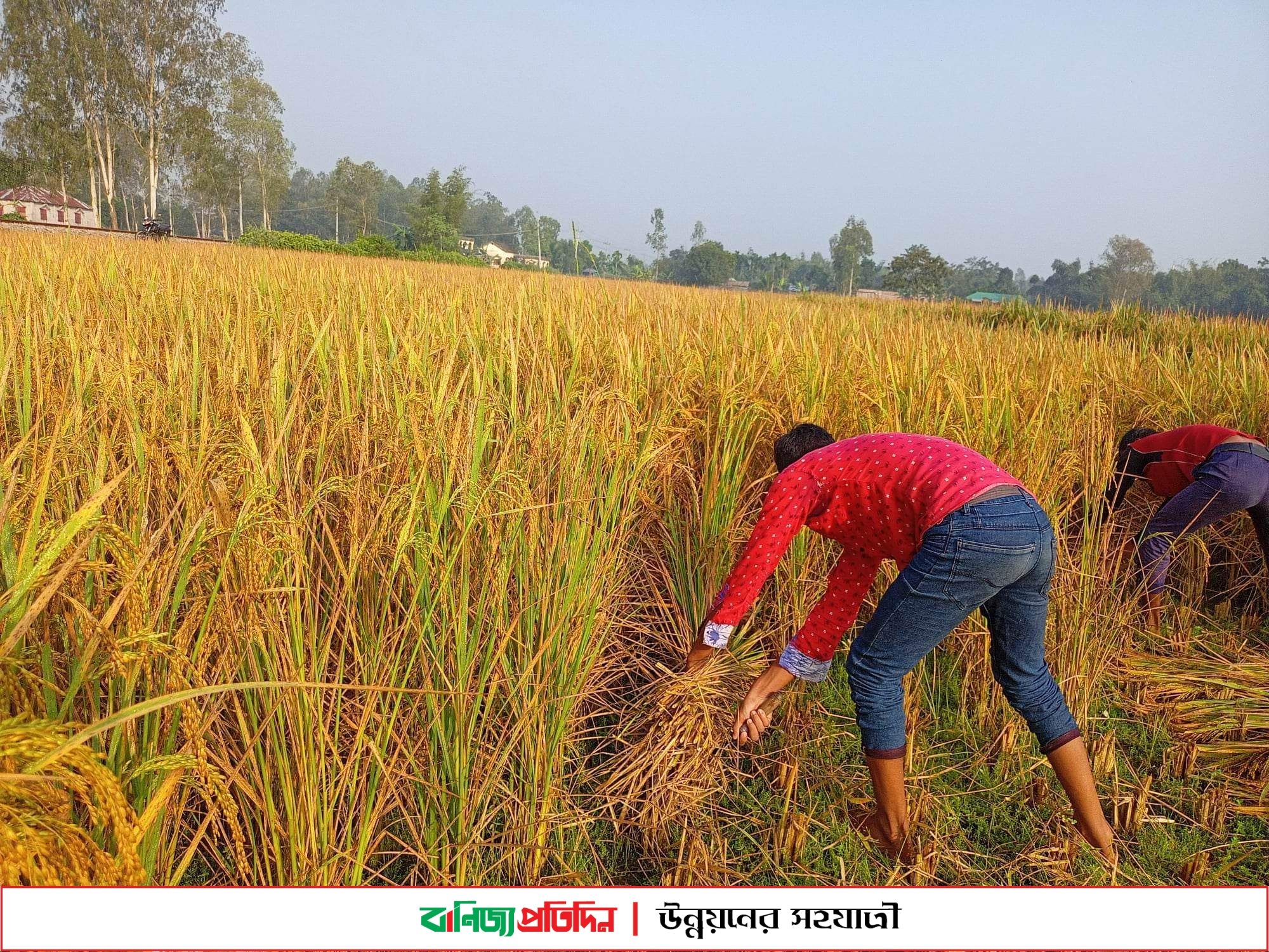 তামাকে উর্বরতা নষ্ট, বিঘায় কমেছে ৫-৬ মণ ধান