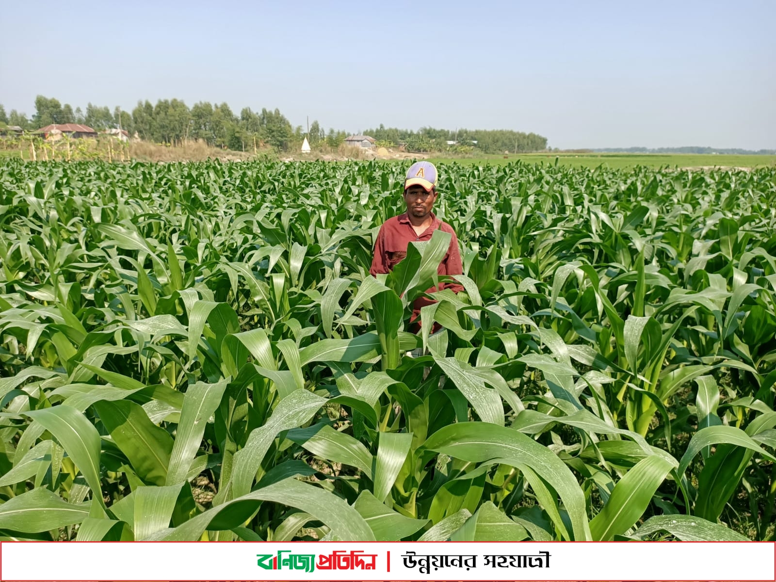 ভূট্টা চাষে আগ্রহী প্রান্তিক কৃষকরা