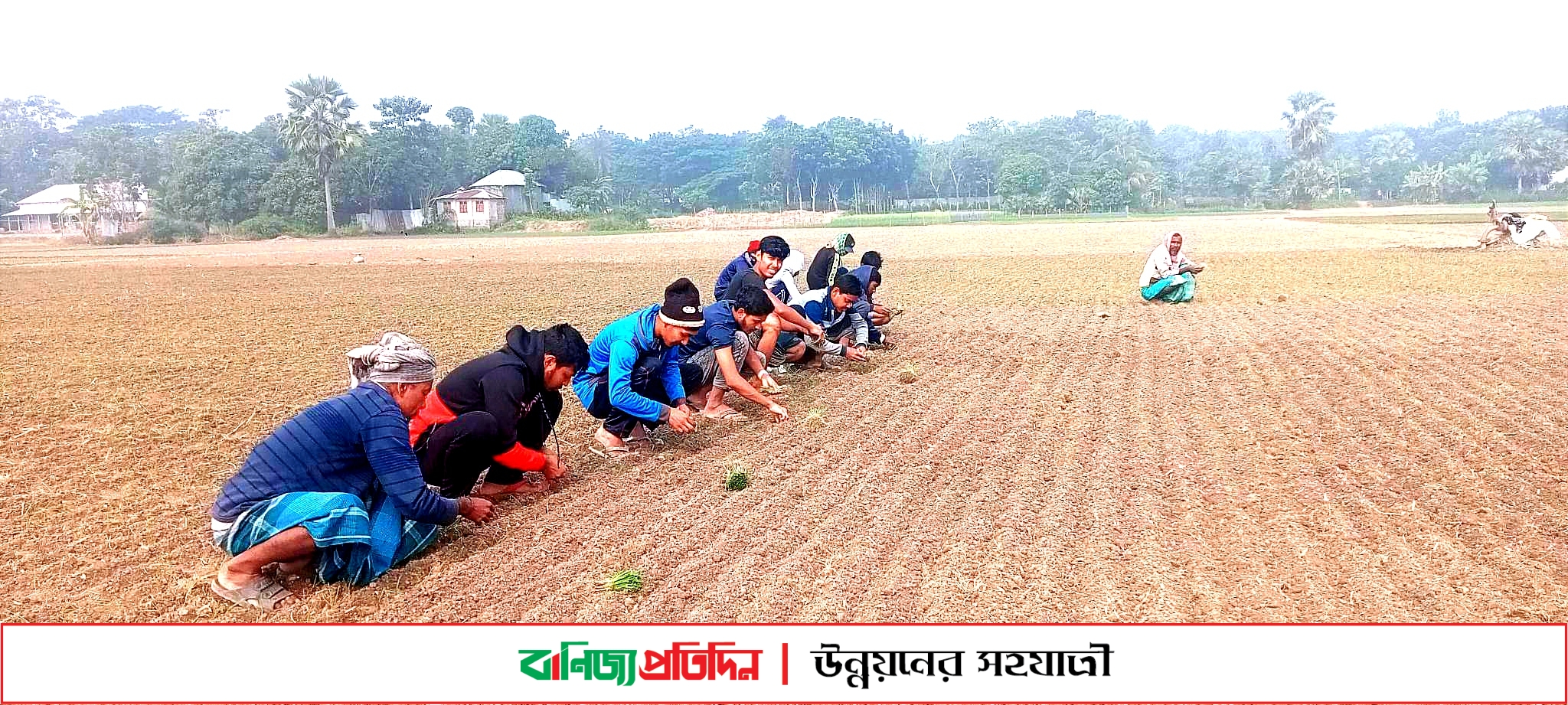 সালথায় পেঁয়াজের চারা রোপনে ব্যস্ত কৃষকরা