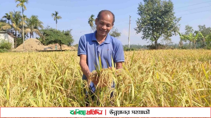 শেরপুরে সেন্টু হাজং’র আবিষ্কৃত ধান আবাদে ভালো ফলন