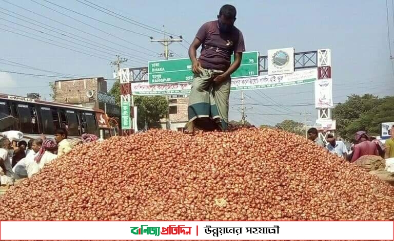 পাবনায় পেঁয়াজের দাম নিয়ে হতাশ কৃষকরা