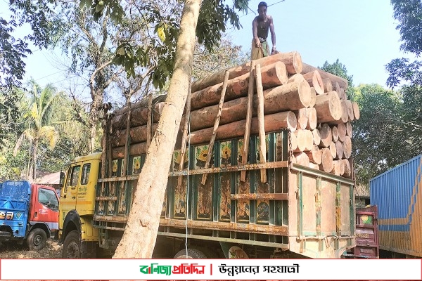 মিরসরাইয়ে কোটি টাকা মূল্যের গর্জনকাঠ জব্দ