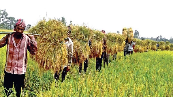 লক্ষ্যমাত্রা পূরণ করতে পারছে না রংপুর জেলা খাদ্য বিভাগ