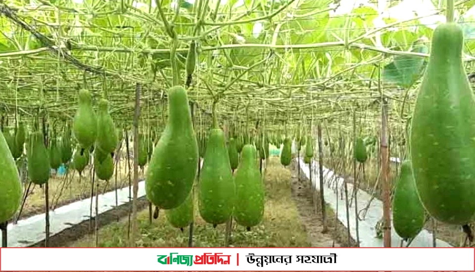 রাণীশংকৈলে লাউয়ের বাম্পার ফলন, দামে খুশি চাষিরা