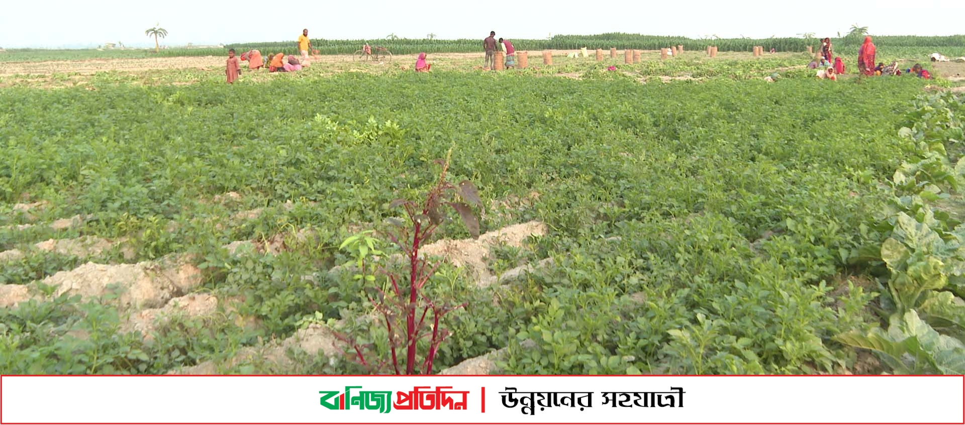 রংপুর অঞ্চলের চরগুলো এখন হিডেন ডায়মন্ড