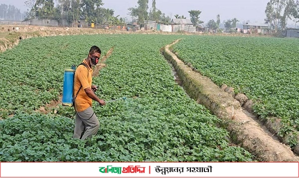 লেট ব্লাইট থেকে আলুর ক্ষেত রক্ষায় কৃষকেরা ব্যস্ত