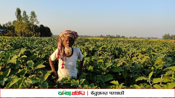 শেরপুরে ঋণের টাকায় বেগুন চাষ করে বিপাকে পড়েছেন কৃষকেরা