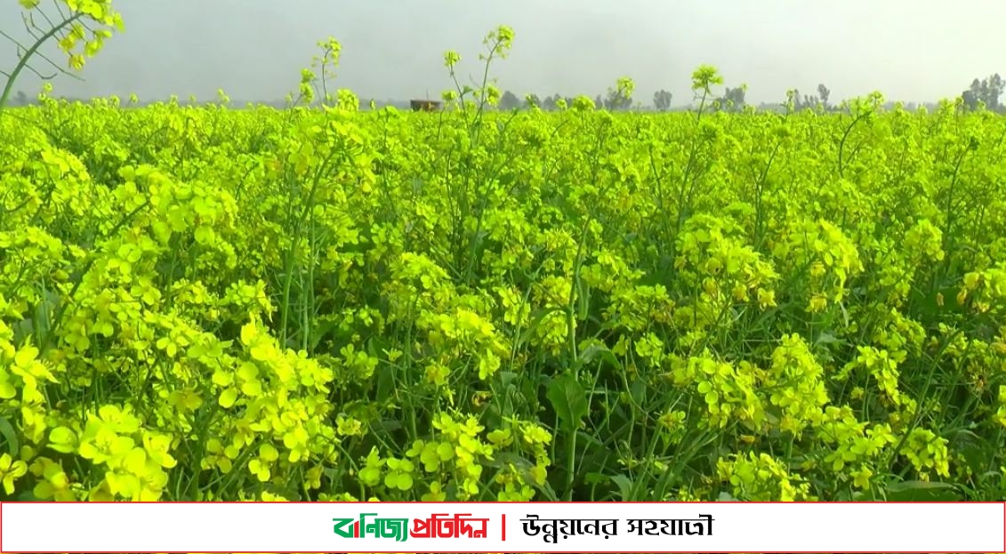 অনুকূল আবহাওয়ায় টাঙ্গাইলে সরিষার বাম্পার ফলন