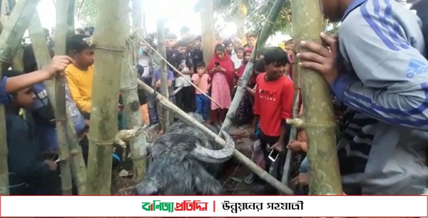 পাগলা মহিষের আক্রমণে হতাহত ২৫