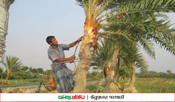 মাগুরায় সর্বত্র চলছে খেজুর গাছের রস সংগ্রহের উৎসব