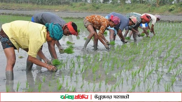 গত বছরের তুলনায় এ বছর বোরো চাষে কৃষকদের অতিরিক্ত খরচ গুনতে হবে