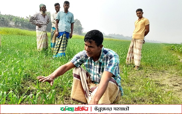 সিরাজগঞ্জে বিষ প্রয়োগে কৃষকের গম ক্ষেত নষ্ট করার অভিযোগ