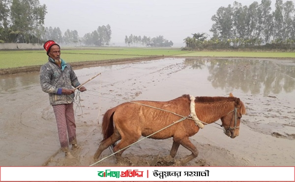 স্মার্ট বাংলাদেশে ঘোড়া দিয়ে হাল চাষ