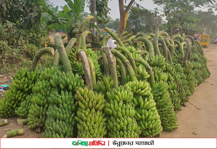 পাহাড়ি কলার চাহিদা বেড়েছে সমতলে