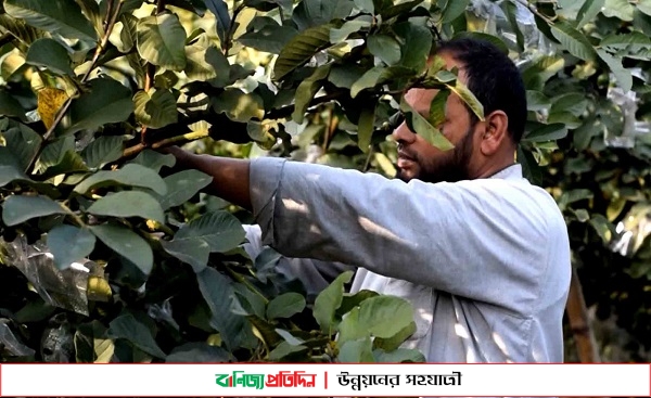 পেয়ারা চাষে সফলতার স্বপ্ন দেখছে পাবনার কৃষক