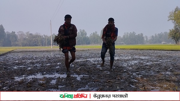 রাতের আধারে কৃষকের ধানের চারা উপড়ে ফেলেছে দুর্বৃত্তরা