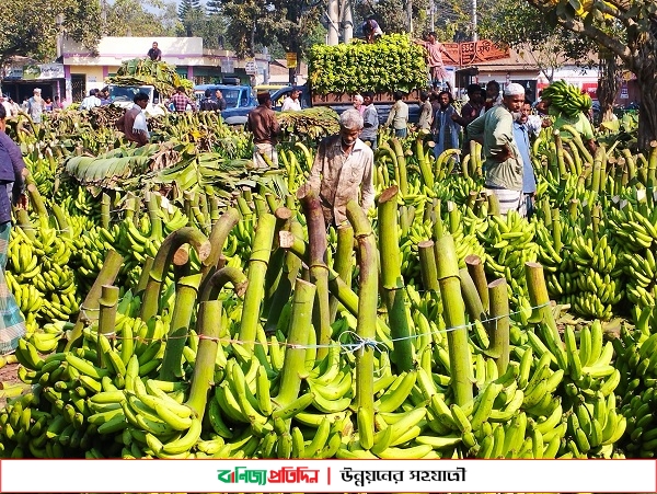 স্থানীয় সহ অন্য জেলার চাহিদা মেটাচ্ছে টাঙ্গাইলের কলা