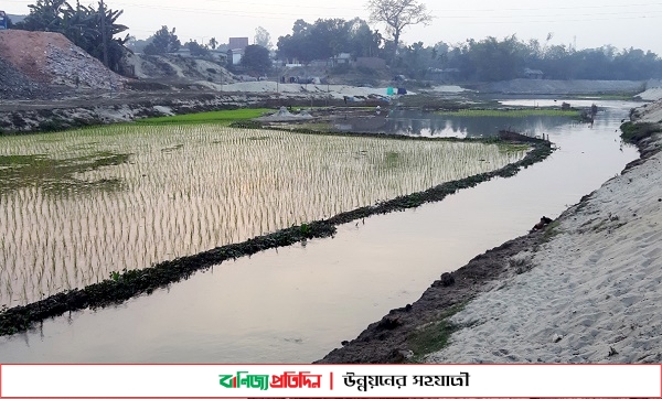 ঠাকুরগাঁওয়ে নদী ভরাট করে চলছে ধান চাষ